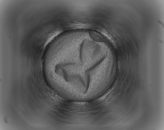 X0000096481309200802211205