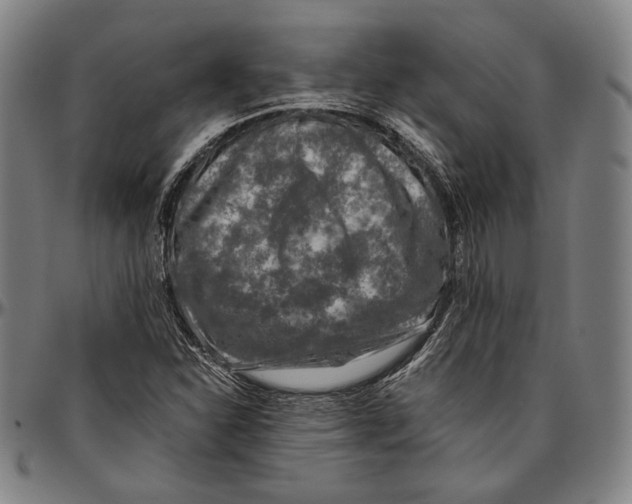 X0000096481310200802211205