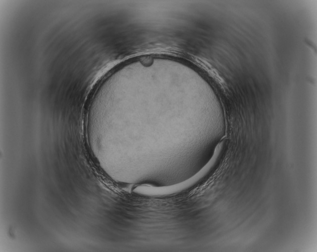 X0000096481316200802211205