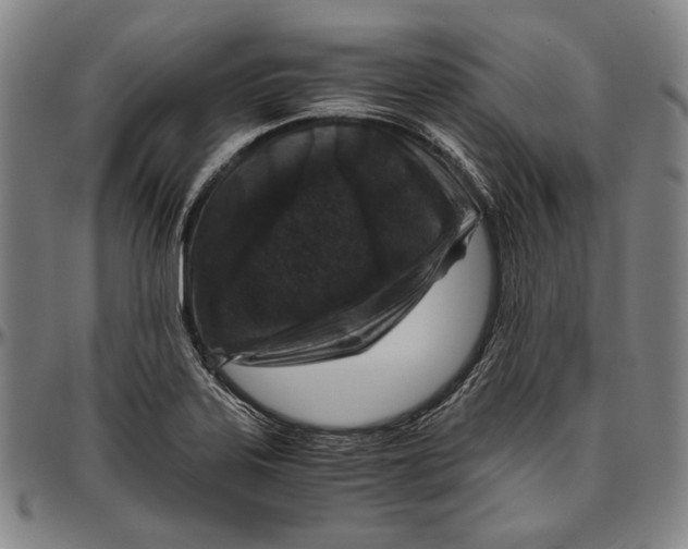 X0000096481323200802211205