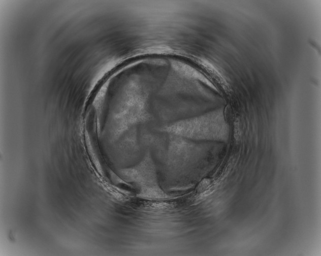 X0000096481326200802211205
