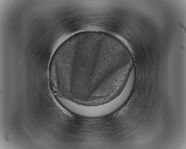 X0000096481335200802211205