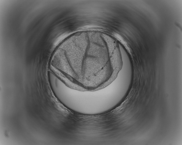 X0000096481336200802211205