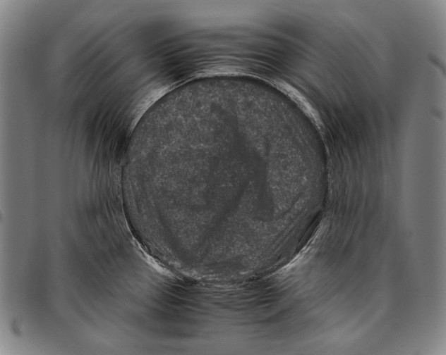 X0000096481337200802211205