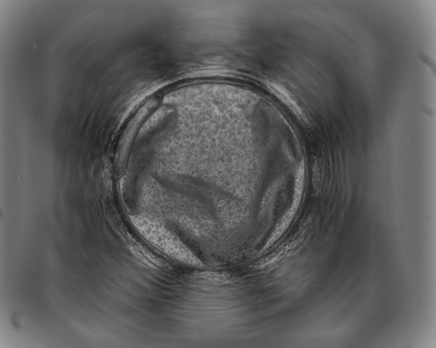 X0000096481356200802211204