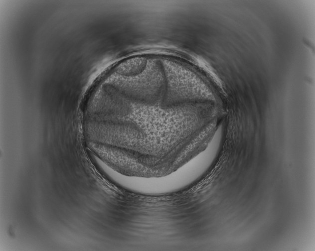 X0000096481360200802211204