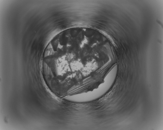 X0000096481383200802211204