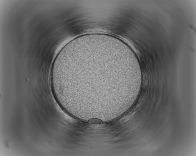 X0000096481387200802211204