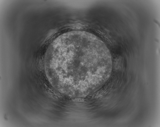 X0000096481446200802211203