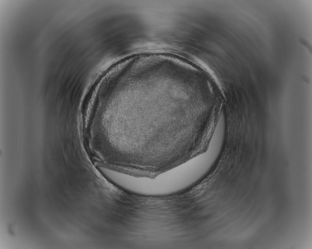 X0000096481472200802211203