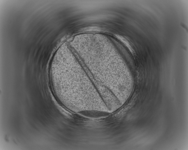 X0000096481475200802211202