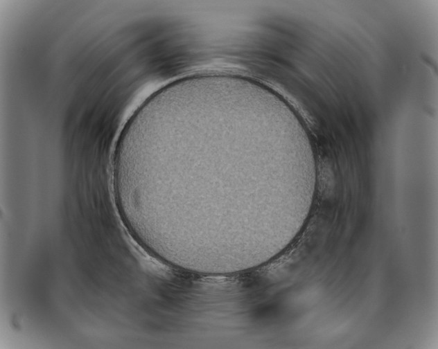 X0000096481478200802211202