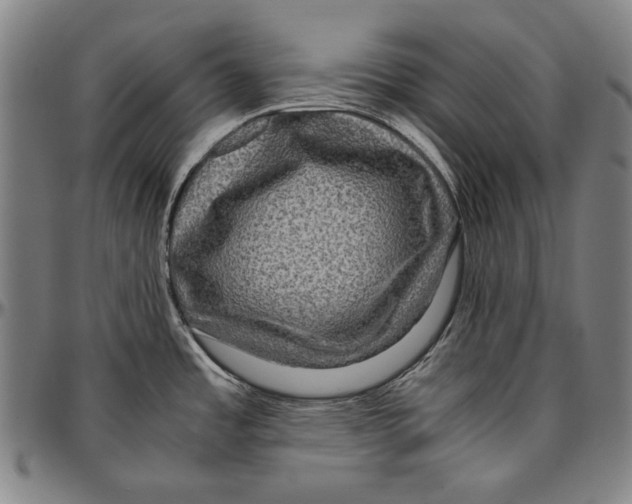 X0000096481485200802211202