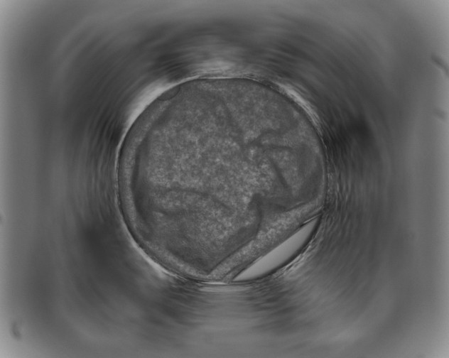 X0000096481487200802211202