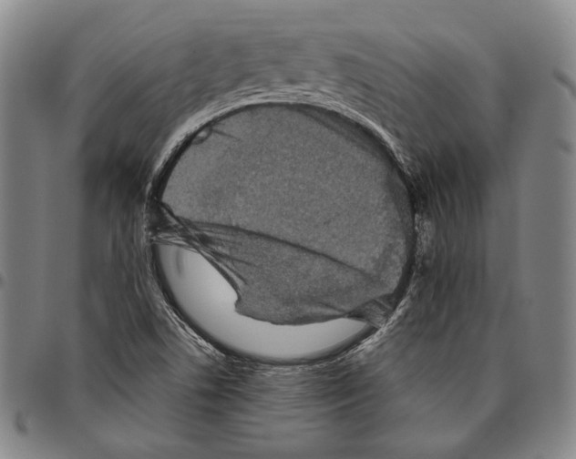 X0000096481506200802211202