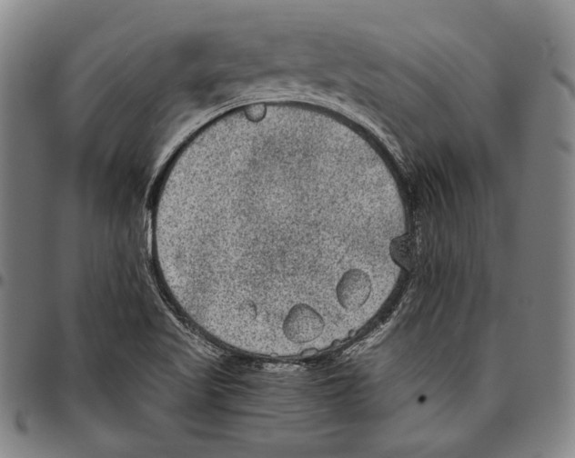 X0000096481509200802211202