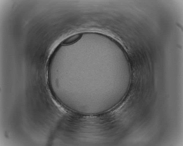 X0000096481511200802211202