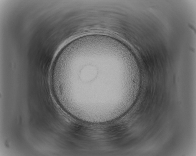 X0000096481514200802211202