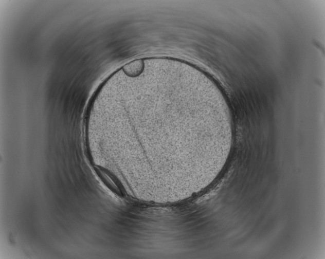 X0000096481517200802211202