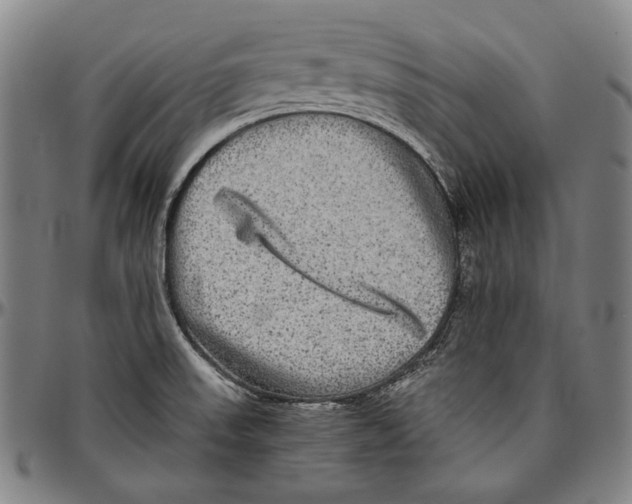 X0000096481523200802211202