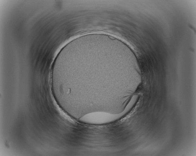 X0000096481526200802211202