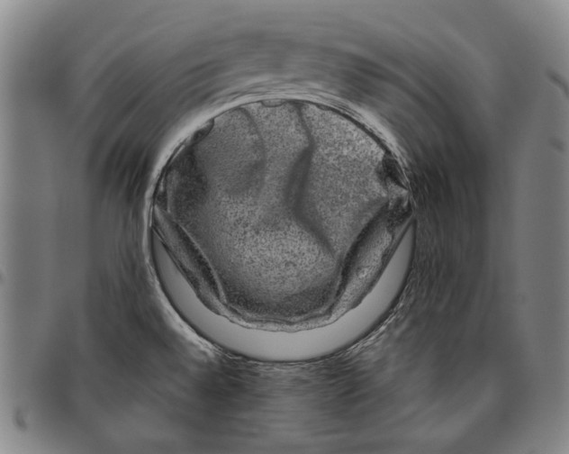 X0000096481528200802211202