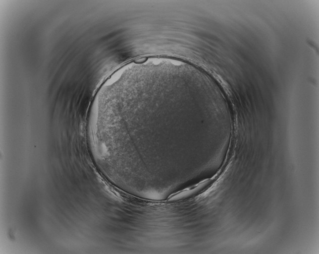 X0000096481529200802211202