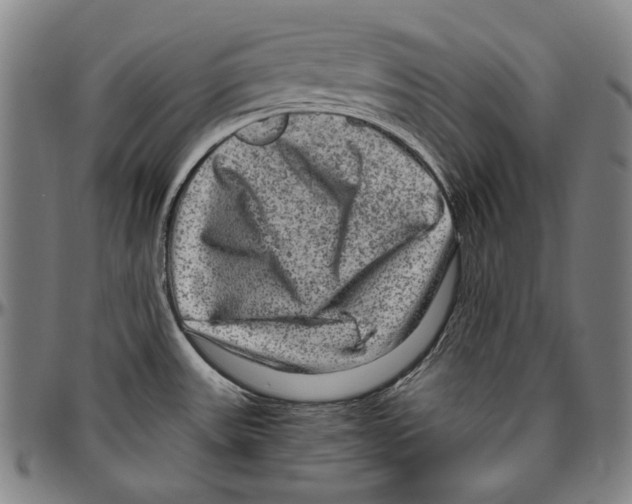 X0000096481531200802211202