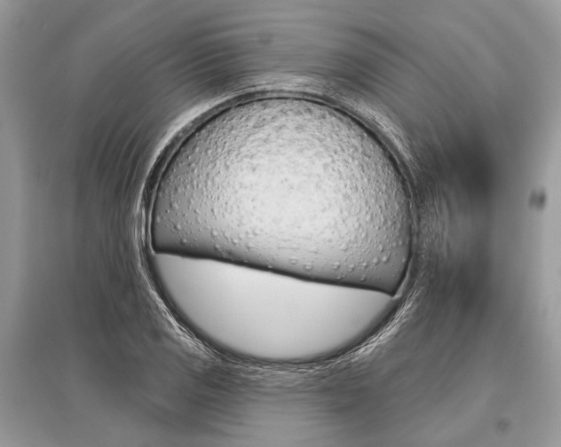 X0000096491125200801241204