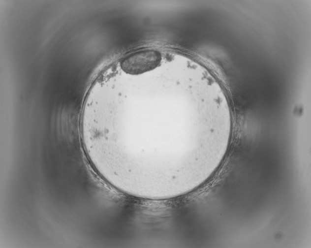 X0000096491338200801241201