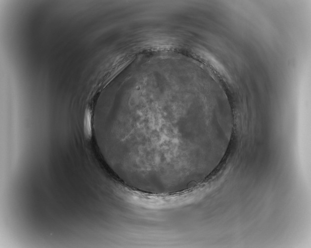 X0000096490022200801241514