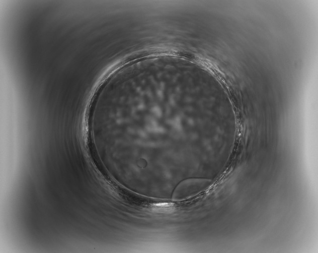 X0000096490053200801241513