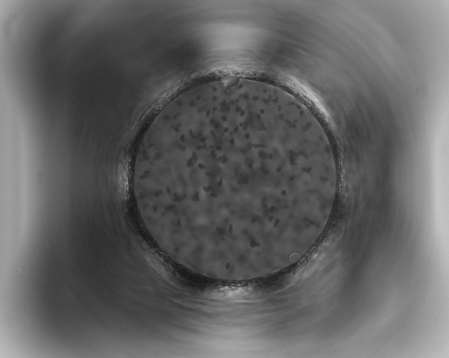 X0000096490065200801241513