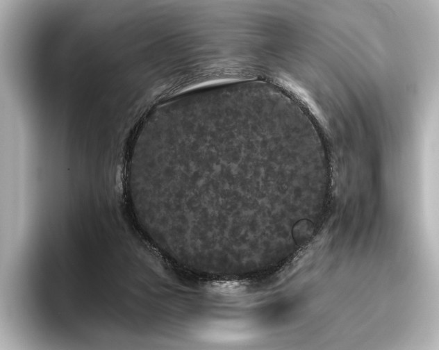 X0000096490161200801241512