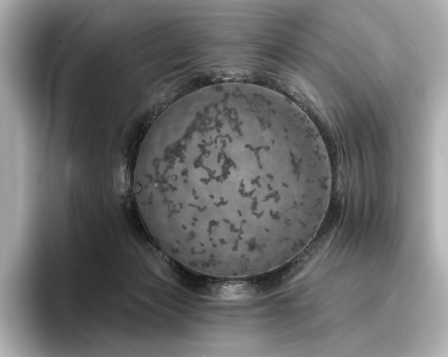 X0000096490173200801241512