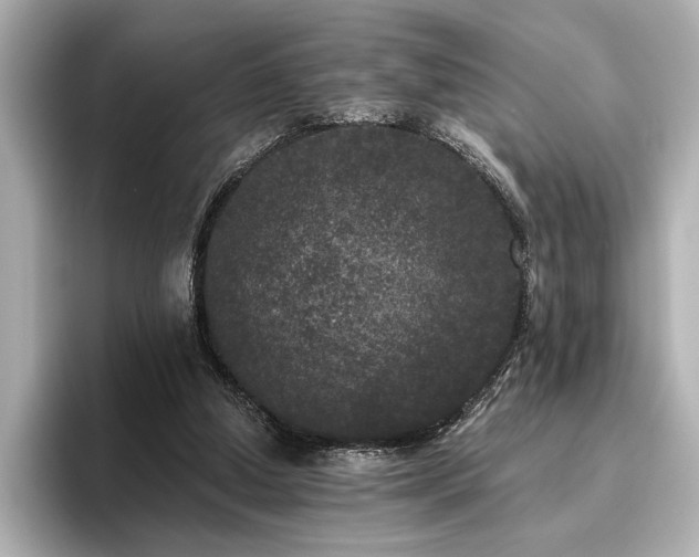 X0000096490250200801241511