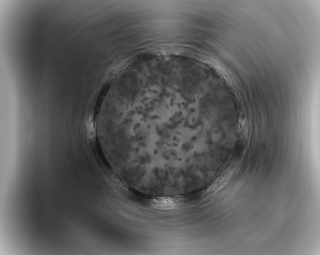 X0000096490381200801241510