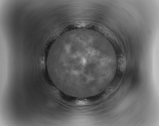 X0000096490510200801241508