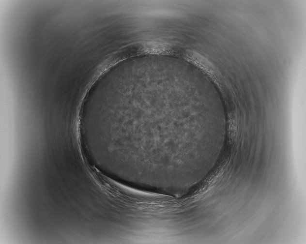 X0000096490626200801241505