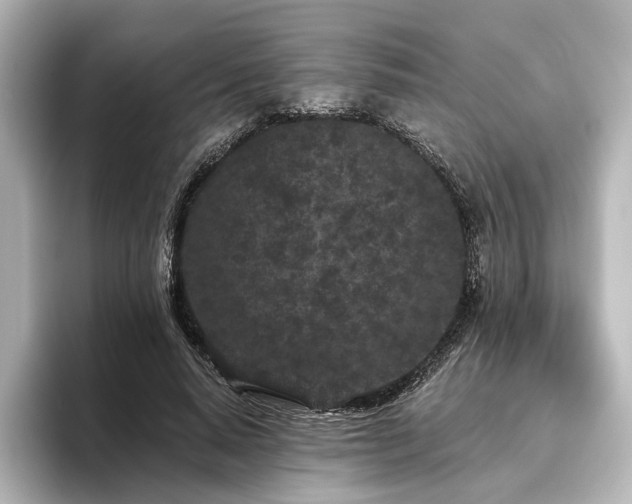 X0000096490640200801241505
