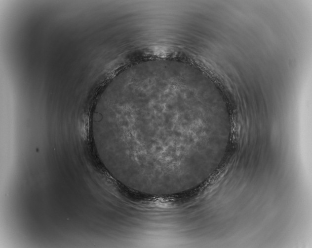X0000096490656200801241506