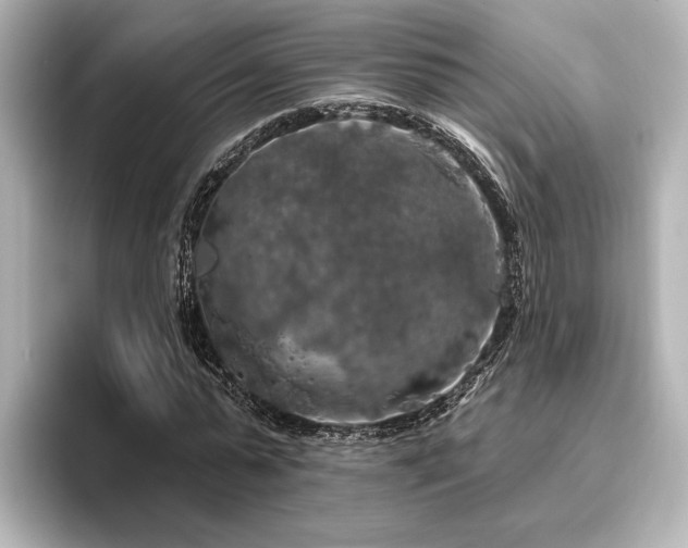 X0000096490775200801241504