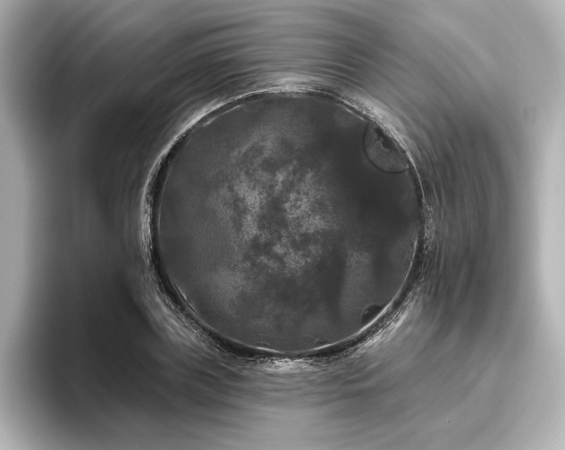 X0000096490835200801241503