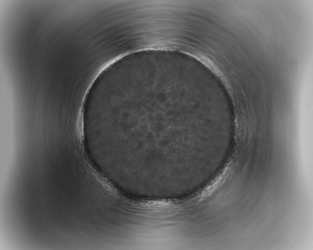 X0000096490838200801241503