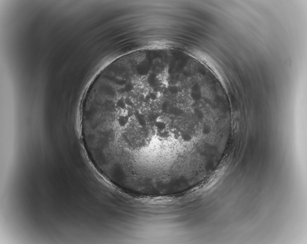 X0000096490851200801241503