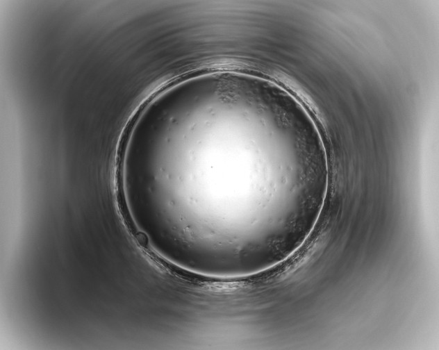 X0000096490853200801241503