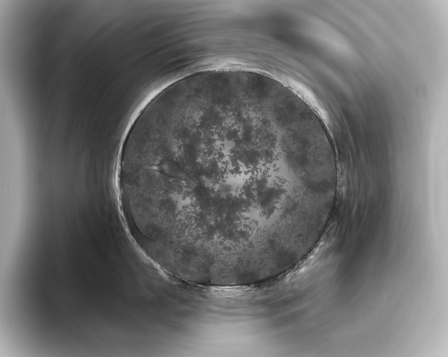 X0000096490863200801241503