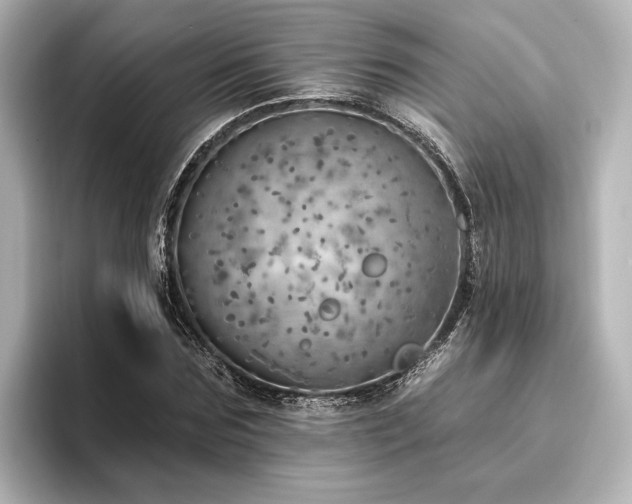 X0000096490875200801241502