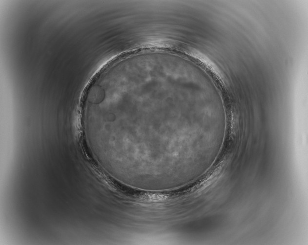 X0000096490878200801241502