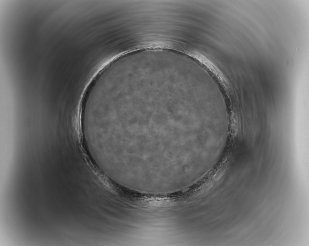 X0000096490886200801241502